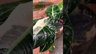 Alocasia Black Velvet Variegated [upl. by Yekcir]