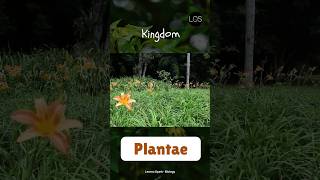 Kingdom Plantae  Class 11 Biology shorts biology [upl. by Dotson]