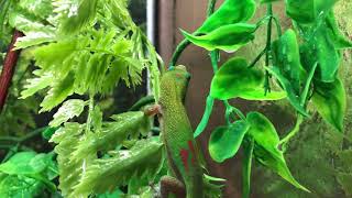 Gold Dust Day Gecko  Phelsuma Laticauda [upl. by Roche]