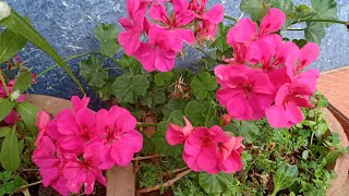 Lets PROPAGATE repot and take care of beautiful GERANIUM IVYS  Pelargonium Peltatum [upl. by Bahner389]