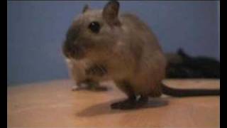 Tap Dancing Gerbil [upl. by Aribold]