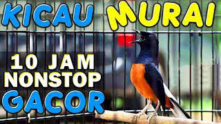 10 JAM NONSTOP  SUARA KICAU BURUNG MURAI GACOR [upl. by True]