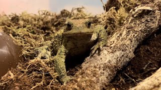 BORSALINO  Common Toad  Bufo Bufo  spotlight 141024 [upl. by Hayyifas204]