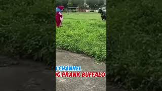 Sekalikali katak yang prank kerbau 🐸🐂 sampai kerbau nya mau pindah kota karena terlalu trauma🤣🤣🤣🤣 [upl. by Kohler]