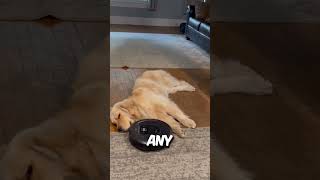 DOG VS VACUUM 🤯 [upl. by Popele]