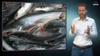 Is Pangasius safe to eat [upl. by Florinda]