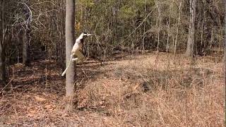 Verreauxs Sifakas Crossing a Road [upl. by Akienat909]