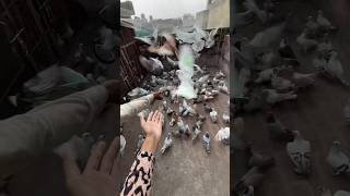 Aada zinda aada mara hua pet mila 😢pigeon shorts cat dog pets minivlog kabutar birds [upl. by Falconer25]