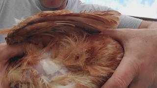 Treating upper respitory infection in chickens [upl. by Xyno]