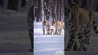 Two Majestic Snow White Leopards Stroll with Adorable Baby Cubs in the Snow ❄️🐾 [upl. by Giulio]