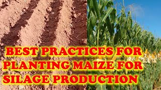 Tips on how to plant Maize for Silage [upl. by Eldridge]