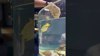 Feeding a Cowfish in New Caledonia shorts feed cowfish aquarium noumea [upl. by Orten267]