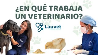 ÁREAS DE TRABAJO PARA UN MÉDICO VETERINARIO  Lauvet [upl. by Ahsienyt]