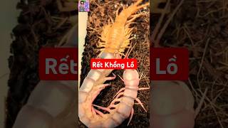 CẬN CẢNH CON RẾT KHỔNG LỒ LỘT VỎ [upl. by Mufinella]