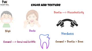 Histology of Dentin [upl. by Seabrook]