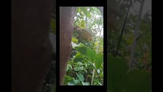 മുള്ളാത്തി soursop plant Annona muricatatrending viralvideo [upl. by Nataniel]