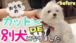 【おうちカット】お家でカットしたらマルチーズが別の犬種になってしまった！Became another breed [upl. by Stanford]