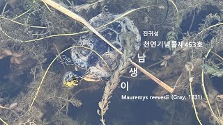 말즘 조식 일광욕 남생이 ♀ Mauremys reevesii 멸종위기 토종 거북 진귀성 천연기념물 제453호 [upl. by Naeerb]