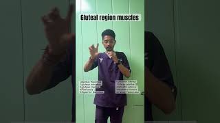 Muscles of Gluteal region anatomy physiotherapy radialnerve jointpain spine doctor radius [upl. by Rosmunda]