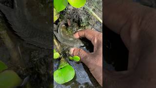 Amazing koi fish in muddy fishing fishvideo shorts [upl. by Adnoraj]