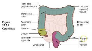 BIO 169  Large Intestine Structures and Functions [upl. by Compte441]