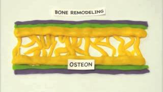 Intramembranous Ossification [upl. by Brigette745]