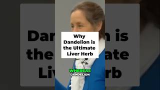 Why Dandelion is the Ultimate Liver Herb [upl. by Fry965]