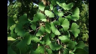 Identifying The Female Ginkgo Tree amp Ginkgo Nuts [upl. by Martino]