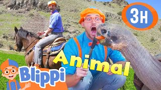 Blippis Best Animal Stories for Kids 3 HOURS of Blippi [upl. by Fadiman649]