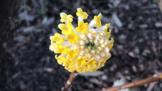 Edgeworthia Chrysantha  Grandiflora [upl. by Cummine]