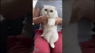 Dancing British Shorthair cat Wixie trending cat [upl. by Hutchins]