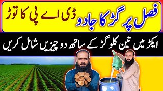 Jaggery Benefits  Organic Agriculture  Healthy Soil ATCOrganic [upl. by Arodaeht]