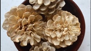 How to Bleach Pinecones Tutorial [upl. by Hallsy54]