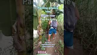 Planting gmelina tree eos24 trending viralshort cttomusicnotmine nature planting youtube [upl. by Jasen]