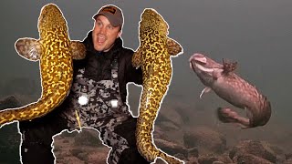 ICE FISHING for Burbot Eelpout  Underwater Footage  Locations Tips amp Tricks [upl. by Acus301]