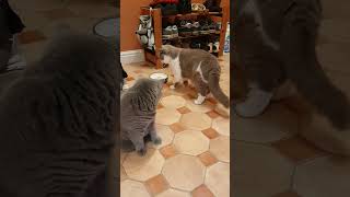 British shorthair cat pouncing [upl. by Ursa469]