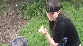 Dandelions  Edible and Medicinal Uses [upl. by Hagerman154]