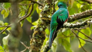 Quetzal Pharomachrus mocinno  Resplendent Quetzal [upl. by Alyakcim747]