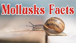 Mollusks  Facts  Factify [upl. by Attenod]