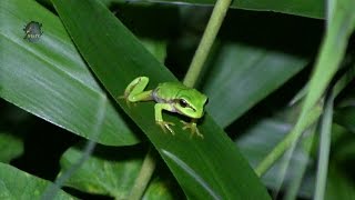 RAINETTE Verte  Hyla arborea Juvéniles de 2016  BRUITX [upl. by Arvie]