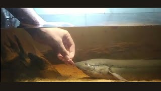 Feeding My African Lungfish Protopterus annectens  quotThe Swamp Thingquot [upl. by Neros]