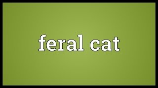 Feral cat Meaning [upl. by Greff]