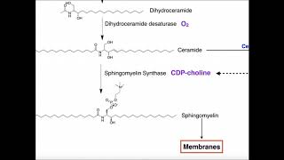 Sphingolipids  Biosynthesis [upl. by Michaela]