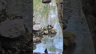 Five River Otters eating and playing [upl. by Ahseyt]