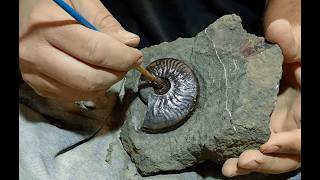 Fossil Preparation Ammonite Graphoceras [upl. by Columbine985]