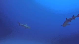 Sharks at Molokini [upl. by Dnaloy]