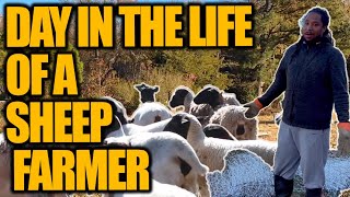 Day in the life of a SHEEP FARMER Caring for our sheep deworming sheep and fence build [upl. by Hpesoy]