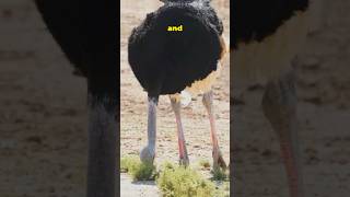 The Mighty African Ostrich Natures Speedstershorts [upl. by Esialb]