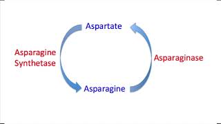 Asparaginase Mechanism Question and Explanation [upl. by Ajiam184]