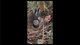 Parental care by rufouscollared sparrow Zonotrichia capensis nestlings feeding and nest cleaning [upl. by Silrak]